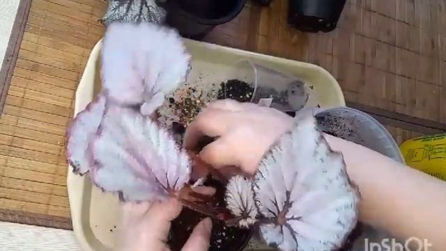 Бегонии, новая фобия! пересадка в горшок.