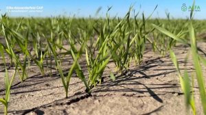 Этап 1: Подготовка почвы, посев и всходы озимой пшеницы