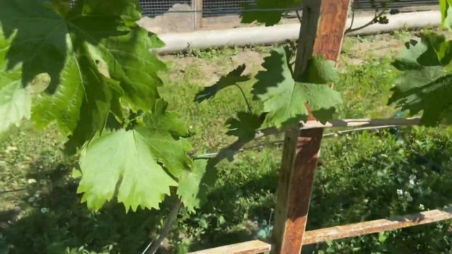 Одноплоскостная шпалера, виноград в два яруса смотреть онлайн