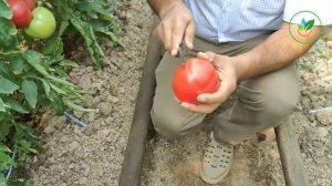 Макан F1: Ранние Розовые Томаты с Высокой Устойчивость?