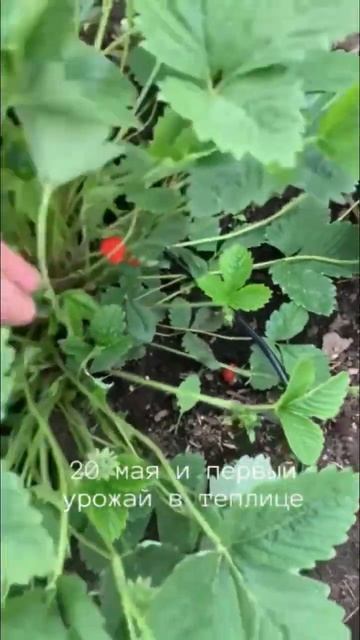 Как получить ранний урожай в темлице #огород #дача #теп смотреть онлайн