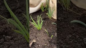 Теплица, нагрев воды в бочке солнечными лучами