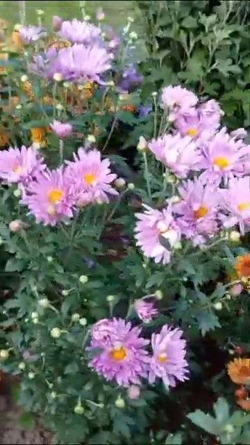 садовая хризантема мизантема смотреть онлайн