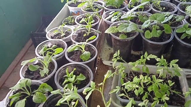 Выращивание и черенкование рассады цветов петунии. смотреть онлайн