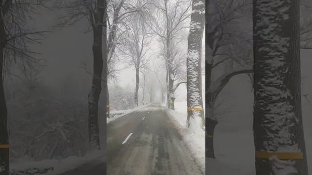 Frozen trees in fog #russia #kaliningrad #россия #кёнигсберг #калинингра? смотреть онлайн