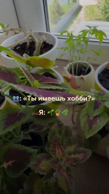 Любите растения? #сад #огород #дача #урожай #растения #у? смотреть онлайн