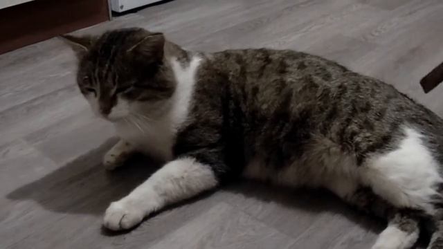 Рефлекс кота)) смотреть онлайн