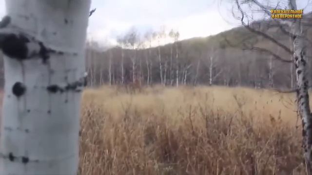 СУЩЕСТВА НА ВИДЕО смотреть онлайн