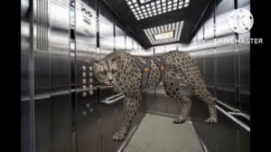 Прикол вайлд крафт: случай в лифте.😂😂😂😂😂😂😂