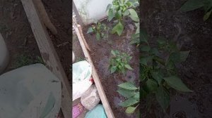 Подкормка для овощей Гумат +7