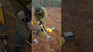 сбор клюквы. новый инструмент, новые грабли. 2024.www.sbor-yago