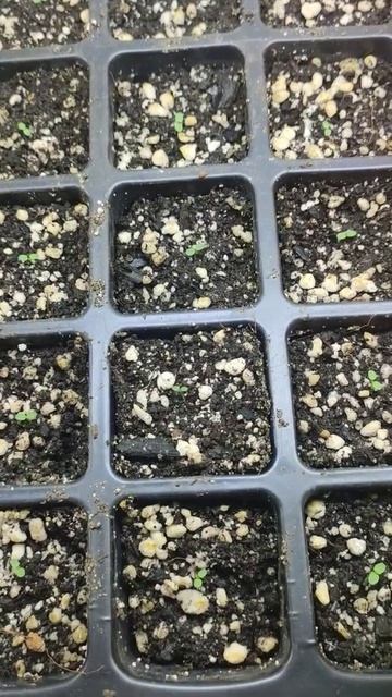 Всходы земляники. Рассада смотреть онлайн