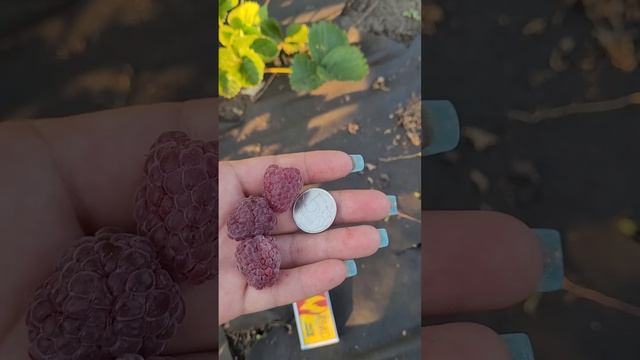 2 Часть. Малина Глен Кое летний сорт смотреть онлайн