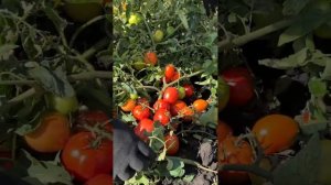 Томат Сибирский грунтовый красный