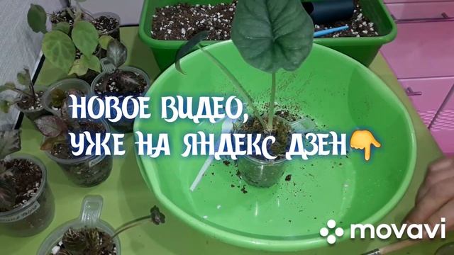 КОМНАТНЫЕ РАСТЕНИЯ(ЦВЕТЫ).