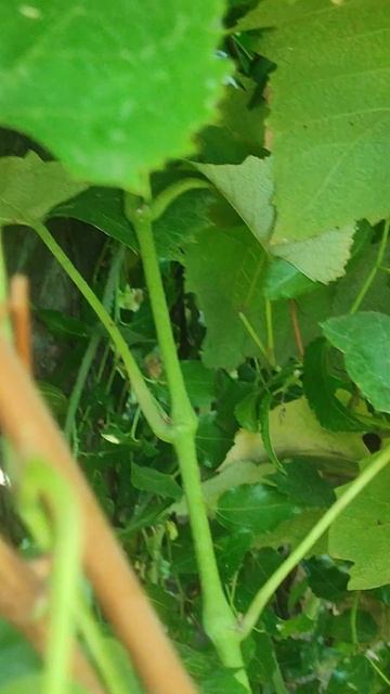 Виноградные шпалеры. смотреть онлайн