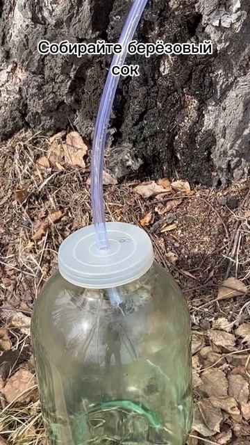 Как собирать берёзовый сок. смотреть онлайн