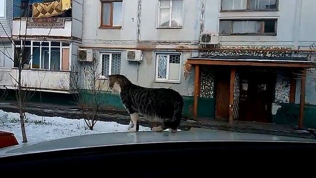 Весьма прикольный кот смотреть онлайн