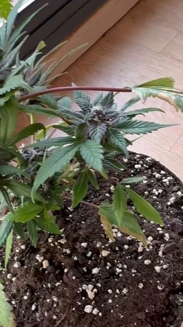 Почему шишки перестали набирать вес? #аутдор #шишки #гр смотреть онлайн