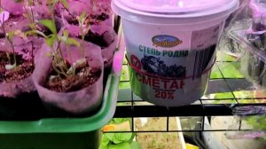 29.03.23.Всходы клематиса.