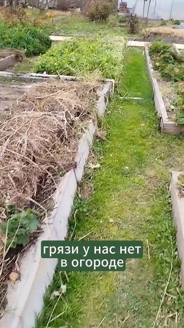 А вы любите огород в сырую погоду? #мульчирование #огор смотреть онлайн