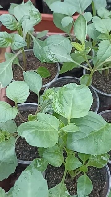 Сибирь. Однолетние георгины после прищипки. смотреть онлайн