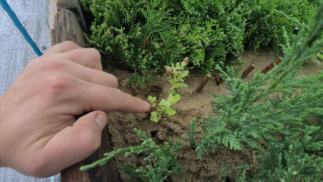 Обзор череночников в начале мая🥰 смотреть онлайн