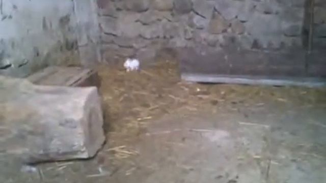 калифорнийские кролики в КБР