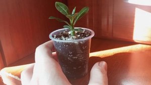 Как ухаживать за маленькими адениумами, выращенными из семян