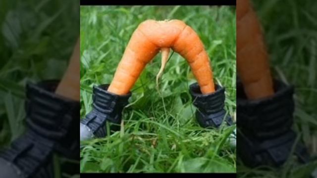 Разные овощи смотреть онлайн