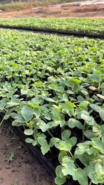 Рассада арбуза 🌱🌱🌱 смотреть онлайн