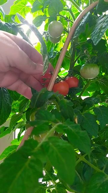 Помидор на балконе, спелое чудо! Урожай 2022 Москва смотреть онлайн