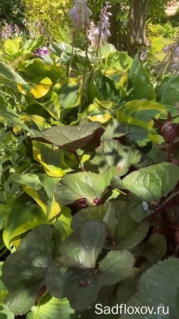 Хосты и бузульники - прекрасные соседи смотреть онлайн