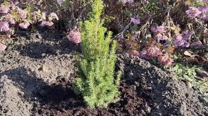 #12. Посадка ели, кипарисовика, лаванды и чабреца. Участ?