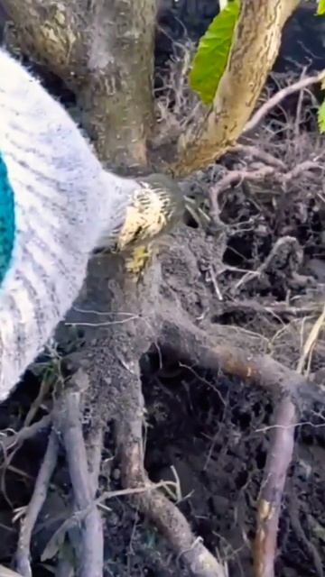 🌰Посадка фундука #фундук