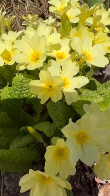 Зацвела жёлтая Примула , весна 2022🙏🌸☀️ #примула #цве?