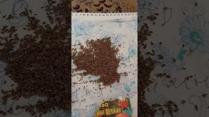у вас не всходить морковь? Этот способ Вам поможет!