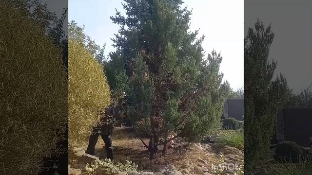 Топиарная стрижка можжевельника "Стрикта". Поэтапное ? смотреть онлайн