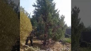 Топиарная стрижка можжевельника "Стрикта". Поэтапное ?