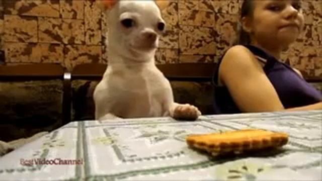 Чихуахуа Дерзкое ограбление печенюшки ))) смотреть онлайн