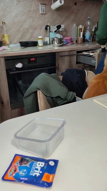 пробуем новый корм #Brit #кот #марс #рыжийкот #мейнкун