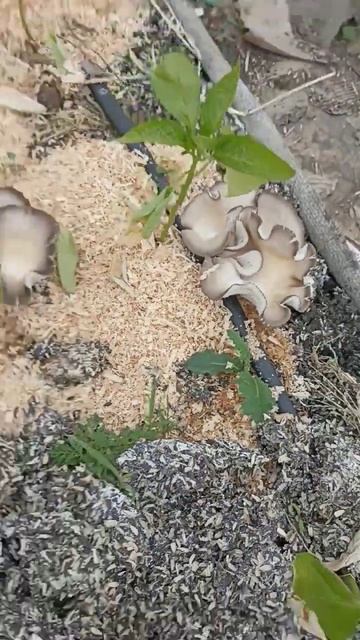 1 мая в теплице можно собрать грибы. огурцы, перцы и том смотреть онлайн