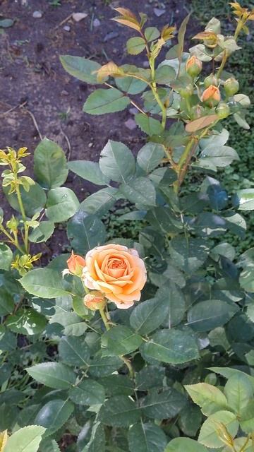 не знаю как зовут эту красавицу , но она Королева сада ? смотреть онлайн