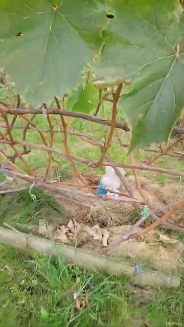 Осенняя обрезка винограда.Курск смотреть онлайн