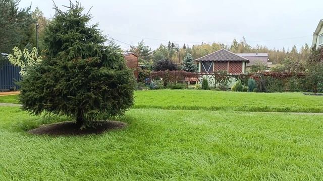 Посевной газон. 1 месяц после посева смотреть онлайн