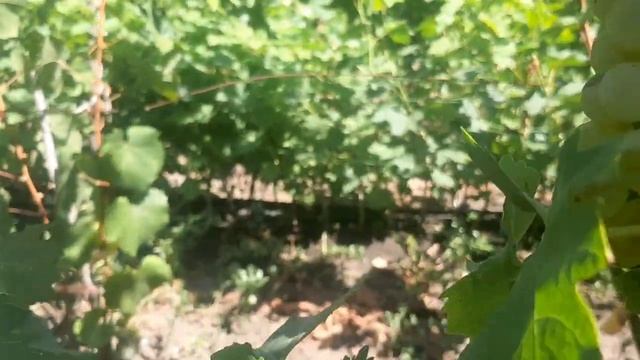 Треббиано ( Уньи блан ) - технический бело ягодный сорт смотреть онлайн