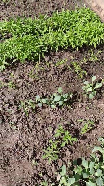 Дела огородные#смешныевидео #fanyvideo #огород ##лайкни смотреть онлайн