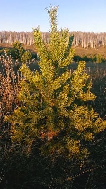 Оптом саженцы от заготовителя. +79127762018 #ландшафтныйдиз смотреть онлайн