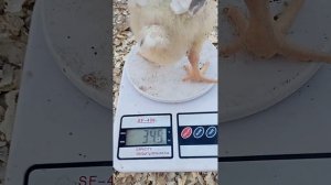 выращивание бройлеров в теплице. день 10й...