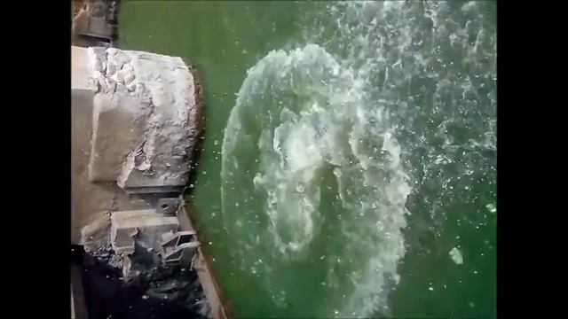 Потка чорна